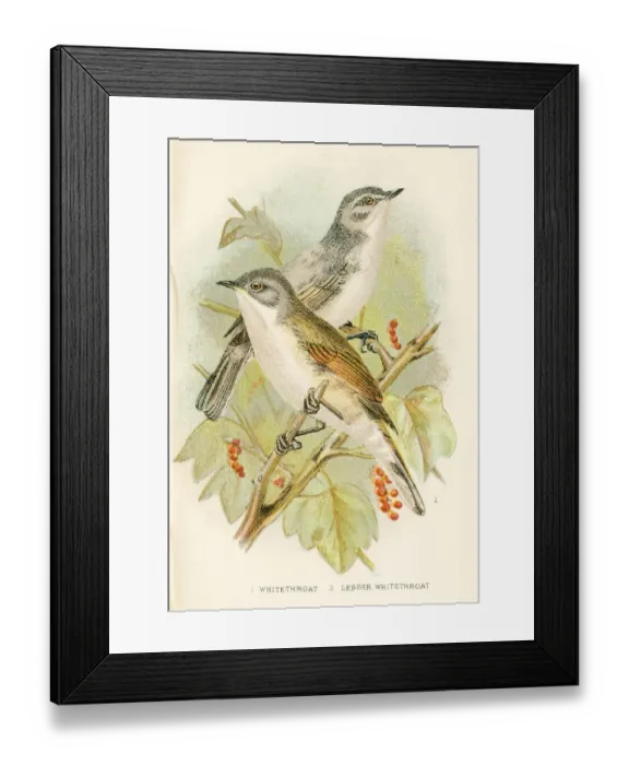 Framed Print : Whitethroat engraving 1896 Framed Print : Whitethroat engraving 1896