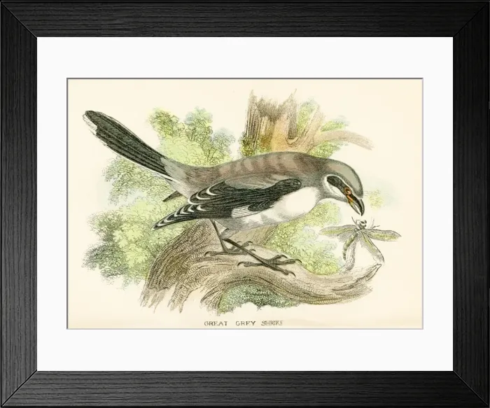Framed Print : Grey shrike engraving 1896 Framed Print : Grey shrike engraving 1896