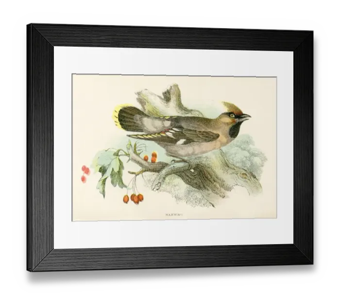 Framed Print : Waxwing engraving 1896 Framed Print : Waxwing engraving 1896