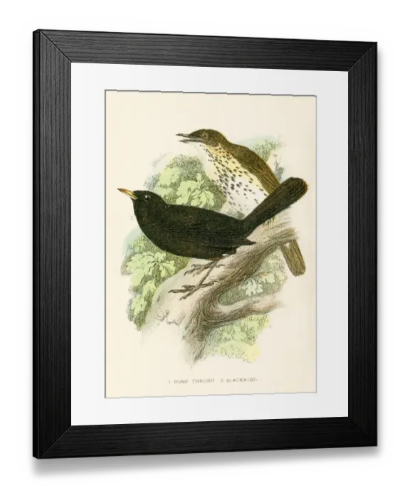 Framed Print : Blacbird and thrush bird engraving 1896 Framed Print : Blacbird and thrush bird engraving 1896