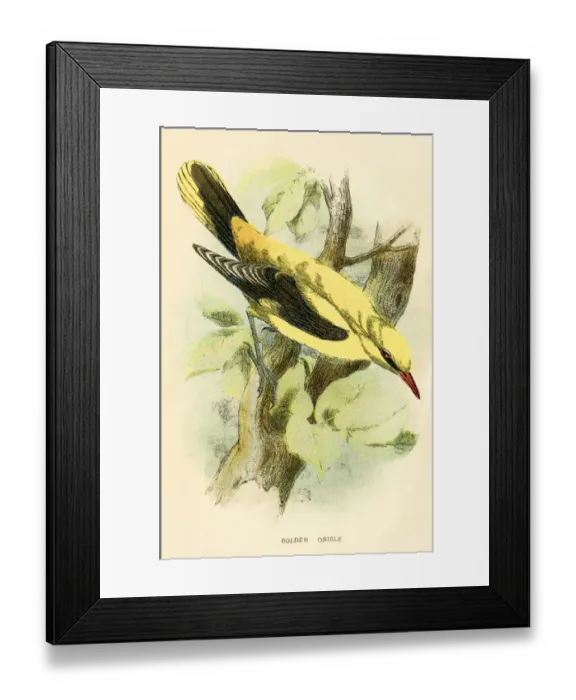 Framed Print : Golden oriole engraving 1896 Framed Print : Golden oriole engraving 1896