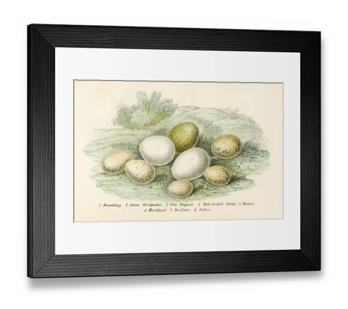 Framed Print : Eight Bird Eggs Engraving 1896 Framed Print : Eight Bird Eggs Engraving 1896