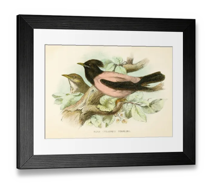 Framed Print : Rose starling engraving 1896 Framed Print : Rose starling engraving 1896