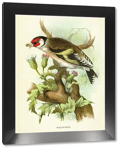 Goldfinch engraving 1896