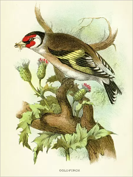 Goldfinch engraving 1896
