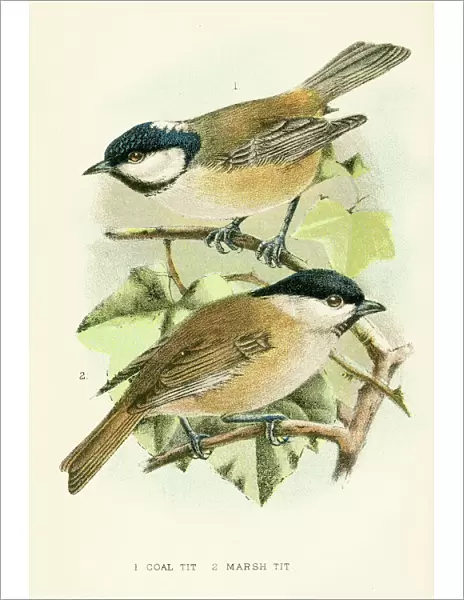 March and coal tit birds engraving 1896