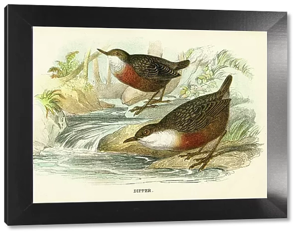 Dipper bird engraving 1896