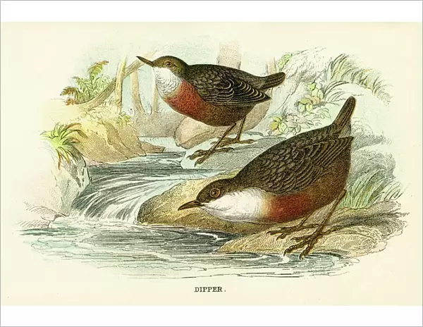 Dipper bird engraving 1896
