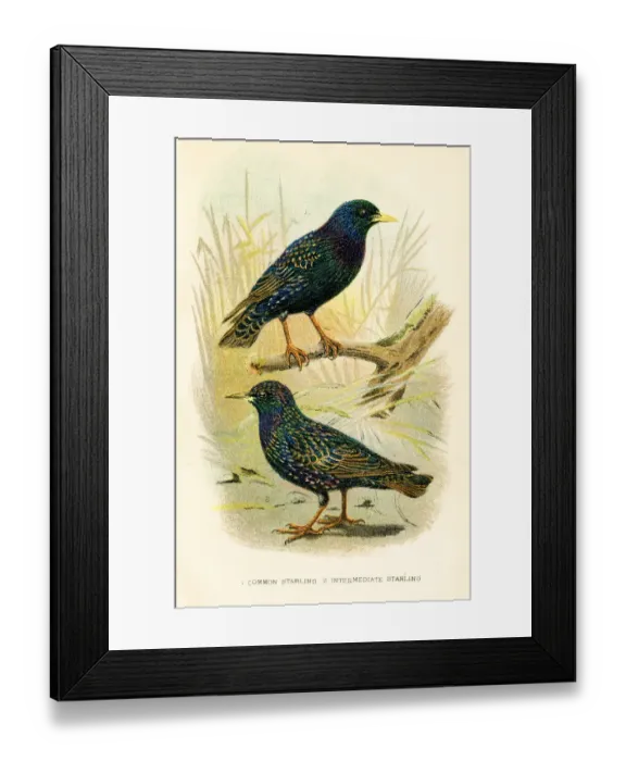 Framed Print : Starling birds engraving 1896 Framed Print : Starling birds engraving 1896