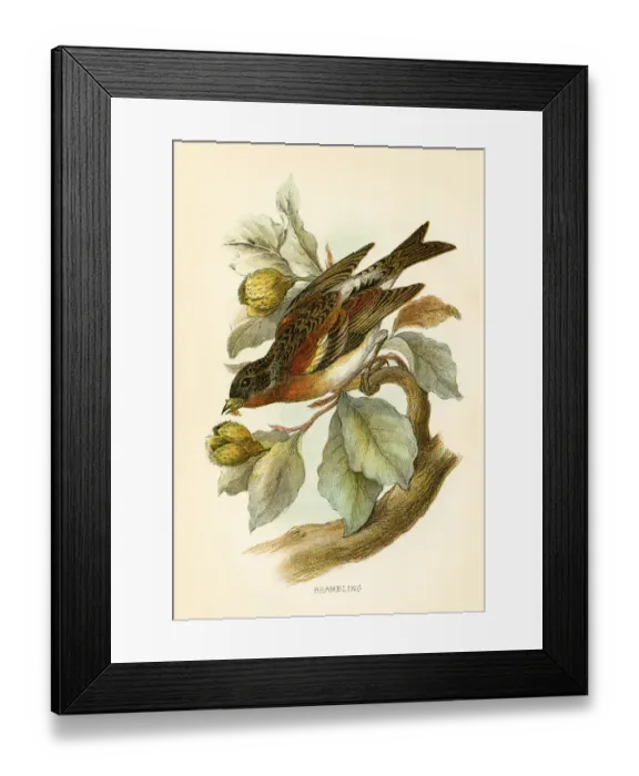 Framed Print : Brambling engraving 1896