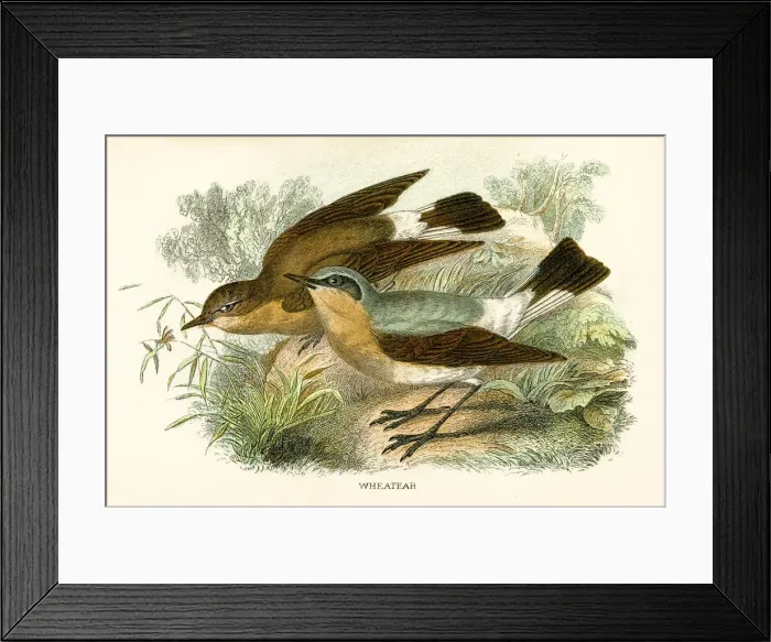 Framed Print : Wheatear engraving 1896 Framed Print : Wheatear engraving 1896