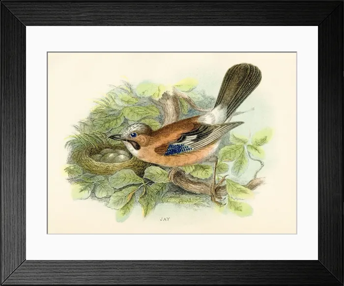 Framed Print : Jay bird engraving 1896 Framed Print : Jay bird engraving 1896