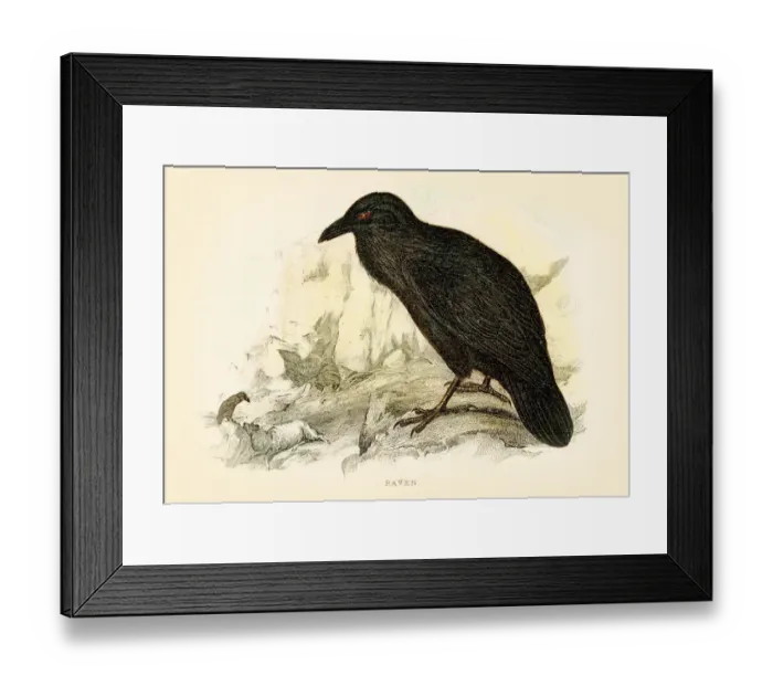 Framed Print : Raven engraving 1896 Framed Print : Raven engraving 1896