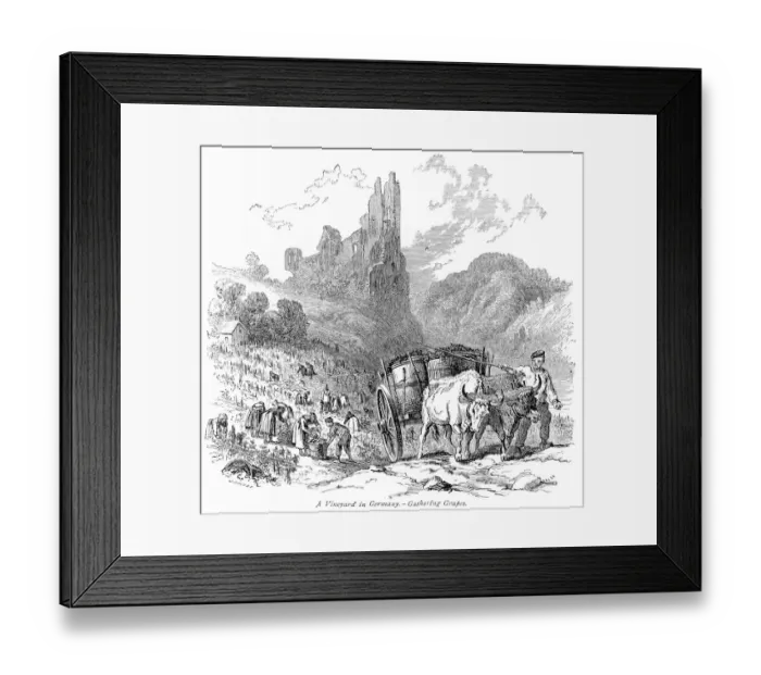 Framed Print : Vineyard in Germany engraving 1875 Framed Print : Vineyard in Germany engraving 1875