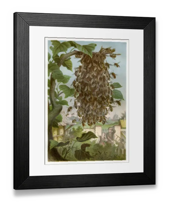 Framed Print : Cluster of bees Chromolithograph 1884 Framed Print : Cluster of bees Chromolithograph 1884