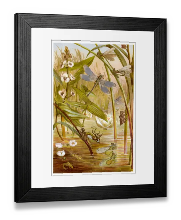 Framed Print : Damselfly Chromolithograph 1884 Framed Print : Damselfly Chromolithograph 1884