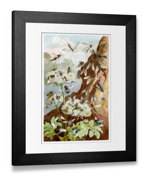Framed Print : Flies Chromolithograph 1884 Framed Print : Flies Chromolithograph 1884