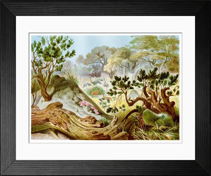 Framed Print : Termites hill Chromolithograph 1884 Framed Print : Termites hill Chromolithograph 1884