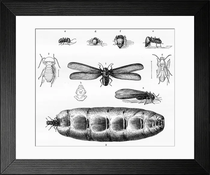 Framed Print : Termites engraving 1884 Framed Print : Termites engraving 1884