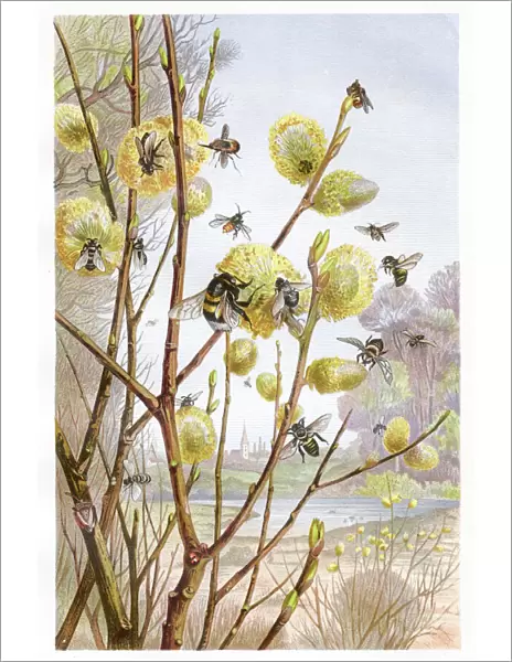 Cluster of bees Chromolithograph 1884