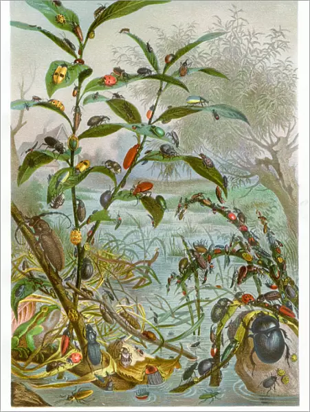 Beetles Chromolithograph 1884