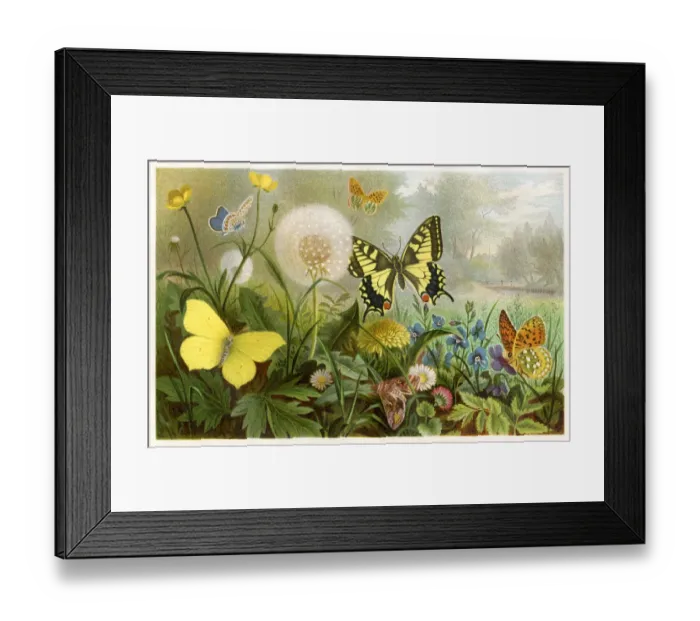 Framed Print : Butterflies Chromolithograph 1884 Framed Print : Butterflies Chromolithograph 1884