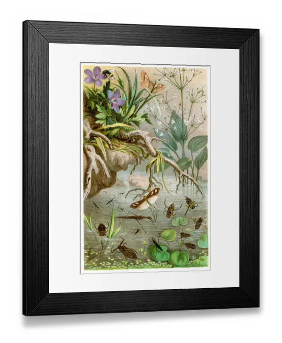 Framed Print : Water bugs Chromolithograph 1884 Framed Print : Water bugs Chromolithograph 1884