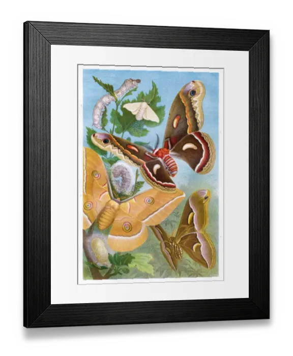 Framed Print : Silk butterflies Chromolithograph 1884 Framed Print : Silk butterflies Chromolithograph 1884