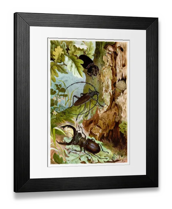 Framed Print : Beetles Chromolithograph 1884 Framed Print : Beetles Chromolithograph 1884