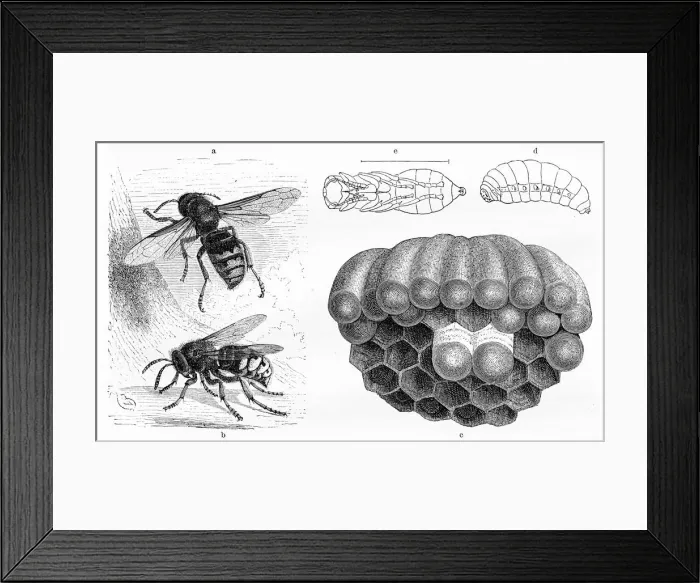 Framed Print : Wasp engraving 1884 Framed Print : Wasp engraving 1884