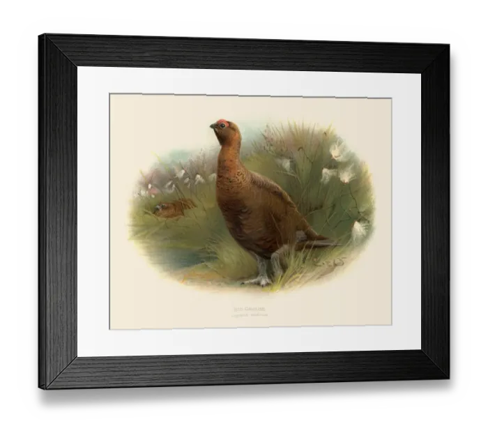 Framed Print : Red grousse illustration 1900 Framed Print : Red grousse illustration 1900