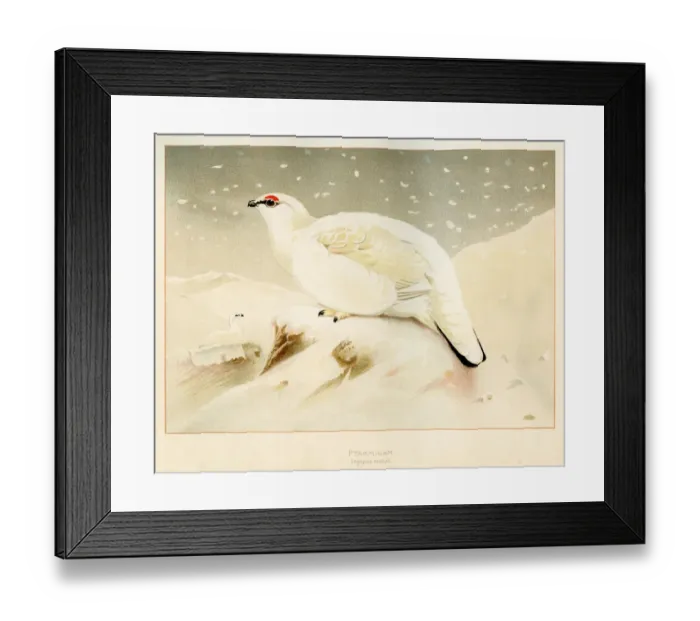 Framed Print : Ptarmigan bird engraving 1900