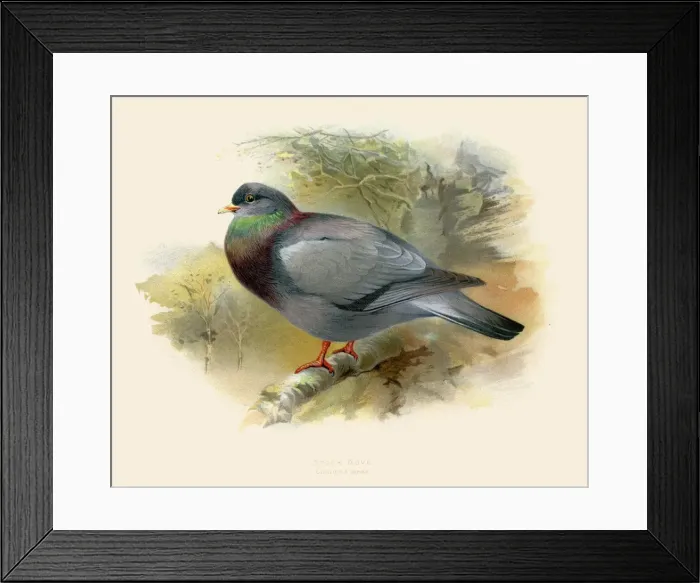 Framed Print : Stock dove illustration 1900 Framed Print : Stock dove illustration 1900