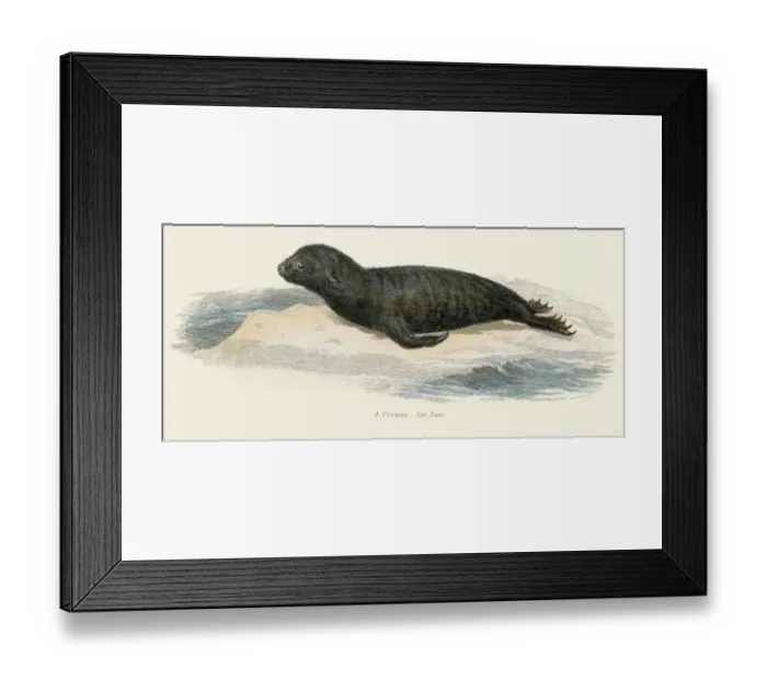 Framed Print : Northern fur seal illustration 1803 Framed Print : Northern fur seal illustration 1803