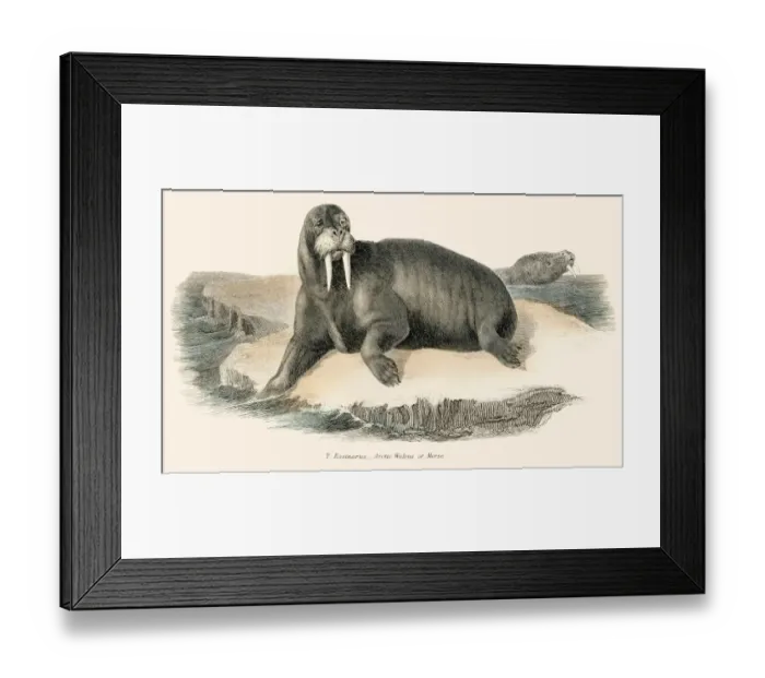 Framed Print : Walrus illustration 1803 Framed Print : Walrus illustration 1803
