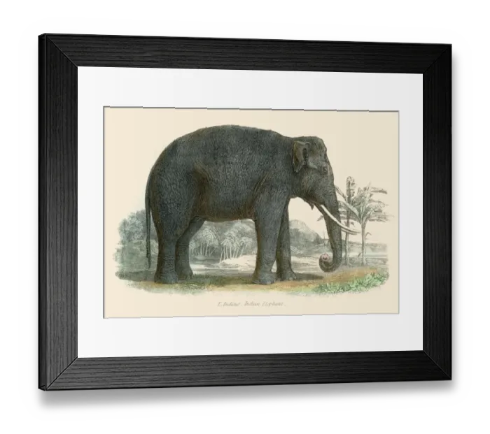 Framed Print : Indian elephant illustration 1803 Framed Print : Indian elephant illustration 1803