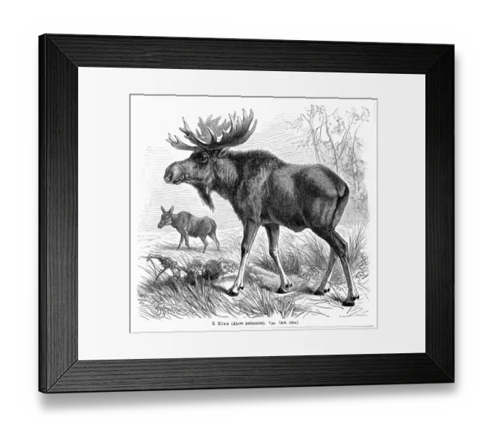 Framed Print : Elk engraving 1896 Framed Print : Elk engraving 1896