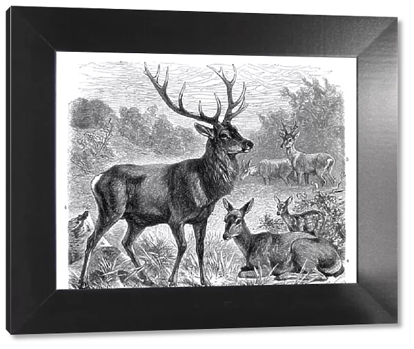 Red deer engraving 1896