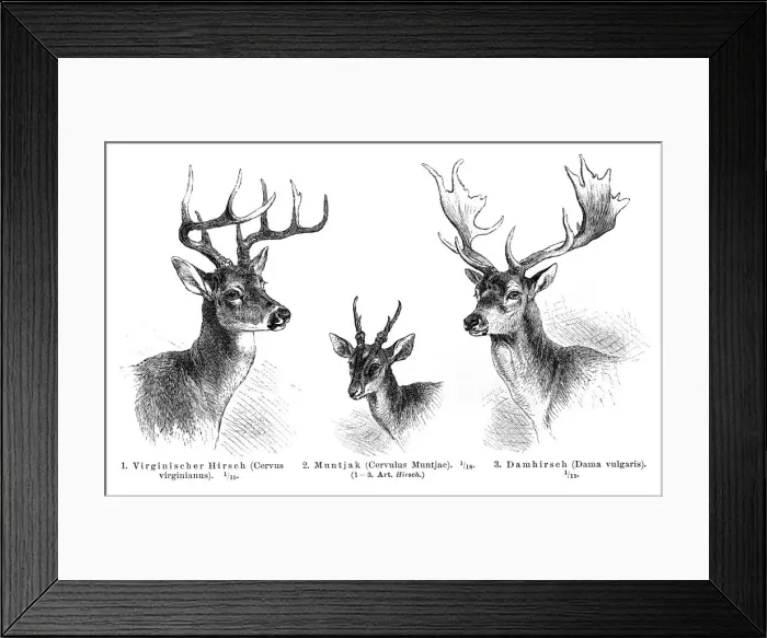 Framed Print : Deer antlers engraving 1896 Framed Print : Deer antlers engraving 1896