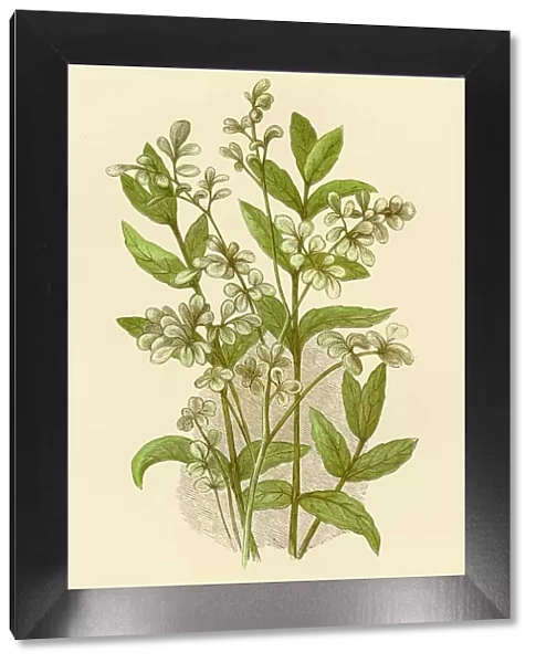 Mint and Rue illustration 1851