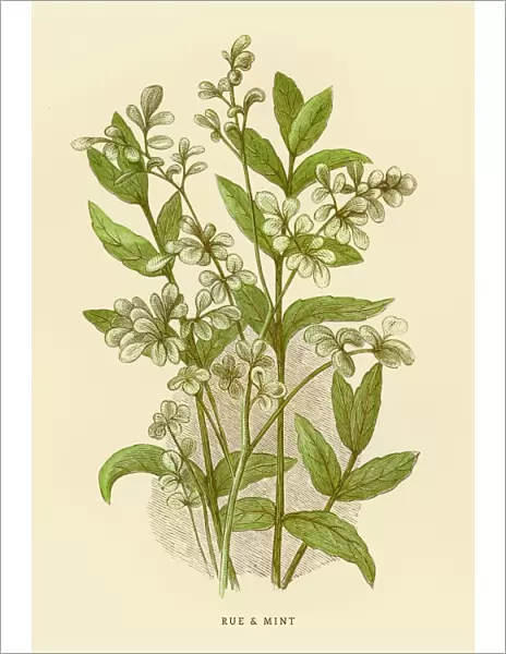 Mint and Rue illustration 1851