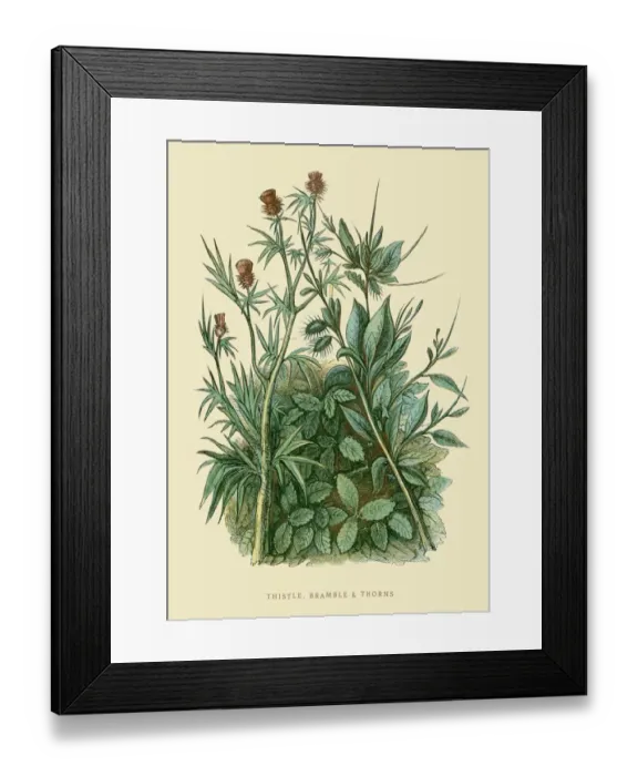 Framed Print : Thistle and Bramble illustration 1851 Framed Print : Thistle and Bramble illustration 1851