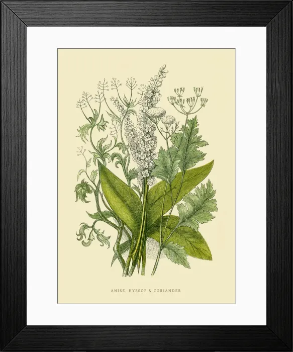 Framed Print : Coriander and Anise illustration 1851 Framed Print : Coriander and Anise illustration 1851