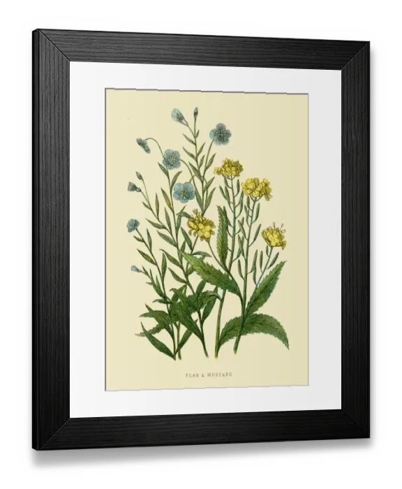 Framed Print : Flax and Mustard illustration 1851 Framed Print : Flax and Mustard illustration 1851