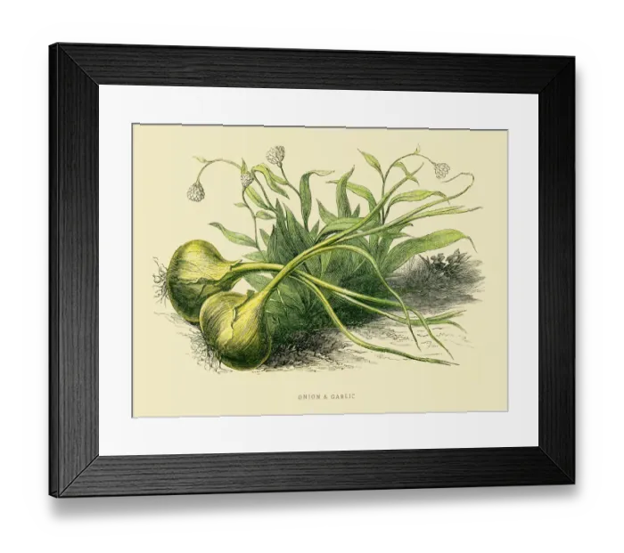 Framed Print : Onion and Garlic illustration 1851