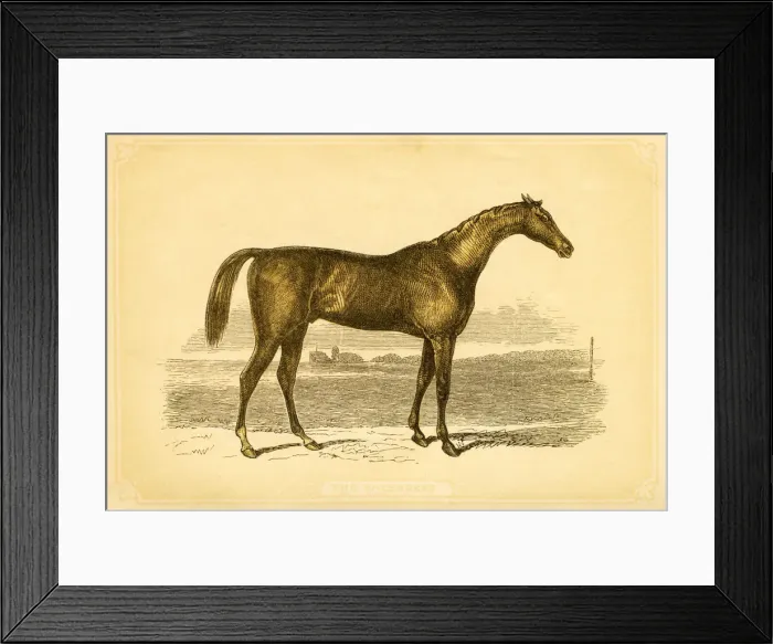 Framed Print : British Thoroughbred horse 1841 Framed Print : British Thoroughbred horse 1841