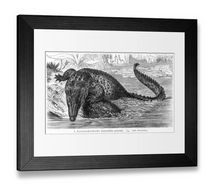 Framed Print : Saltwater crocodile engraving 1896