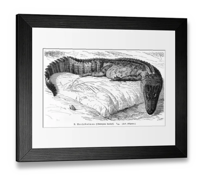 Framed Print : Alligator engraving 1896 Framed Print : Alligator engraving 1896