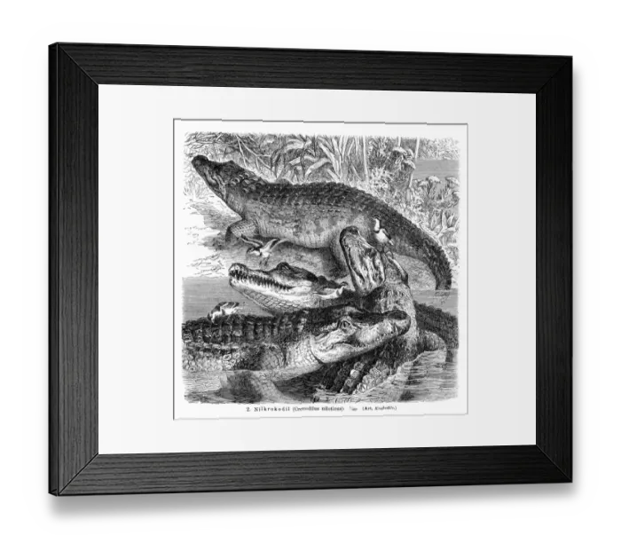 Framed Print : Nile Crocodile engraving 1896 Framed Print : Nile Crocodile engraving 1896
