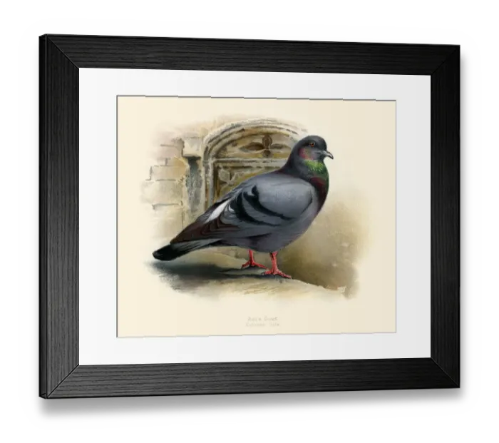 Framed Print : The rock dove illustration 1900 Framed Print : The rock dove illustration 1900